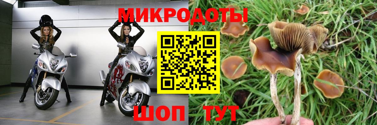 Псилоцибиновые грибы Psilocybe Новомосковск